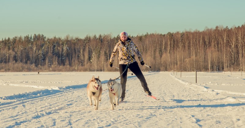 Hiihtäjä peltomaisemassa kahden koiran kanssa.