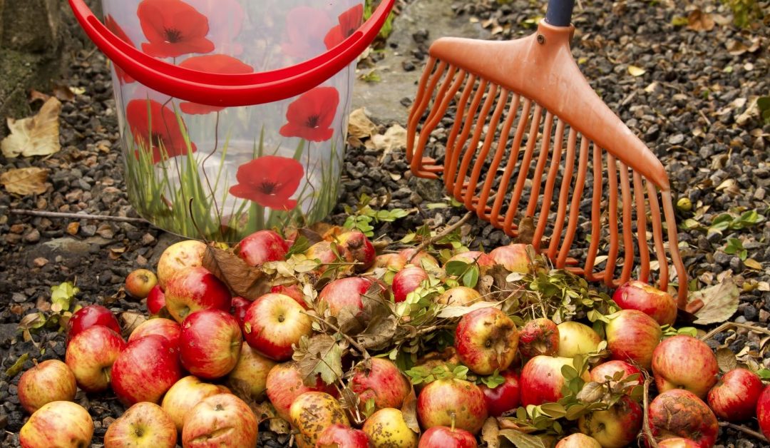 Kuvituskuva maassa olevista omenoista, taustalla harava ja ämpäri